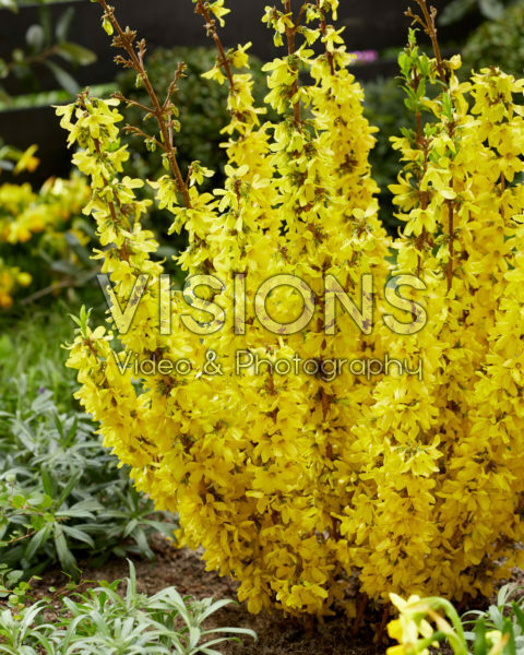 Forsythia MikadorĀ® Forsythia MikadorĀ®