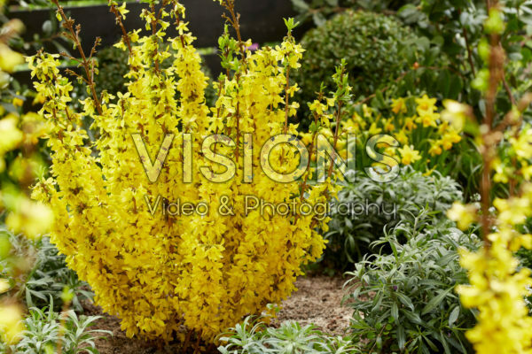 Forsythia Mikador® Forsythia Mikador®