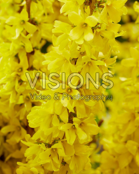Forsythia Mikador®