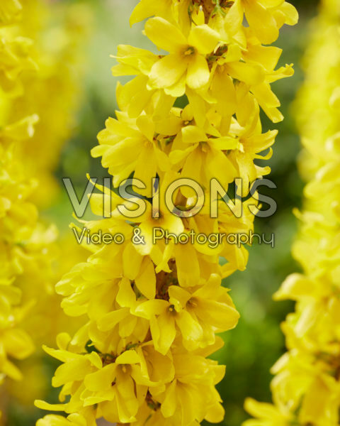 Forsythia Mikador® Forsythia Mikador®