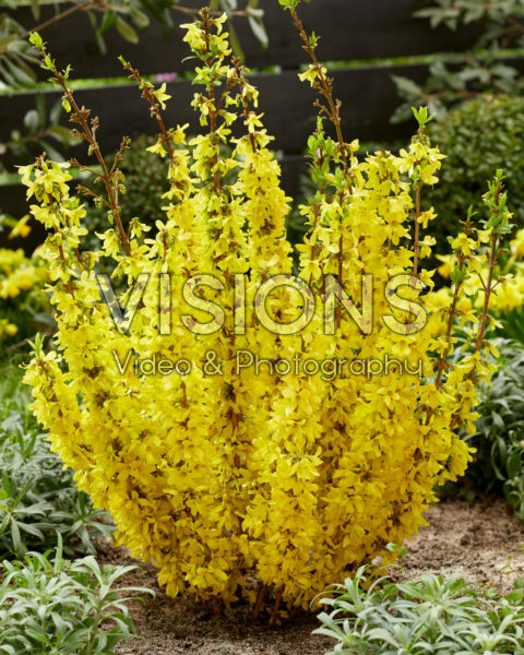 Forsythia Mikador® Forsythia Mikador®
