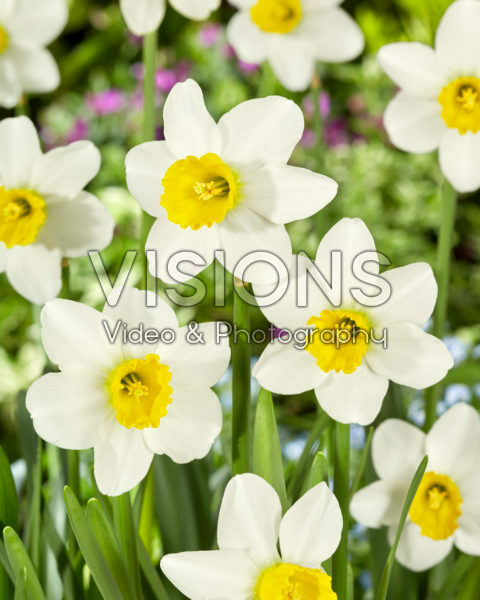 Narcissus Jack Snipe Narcissus Jack Snipe