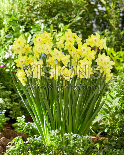 Narcissus Verdin