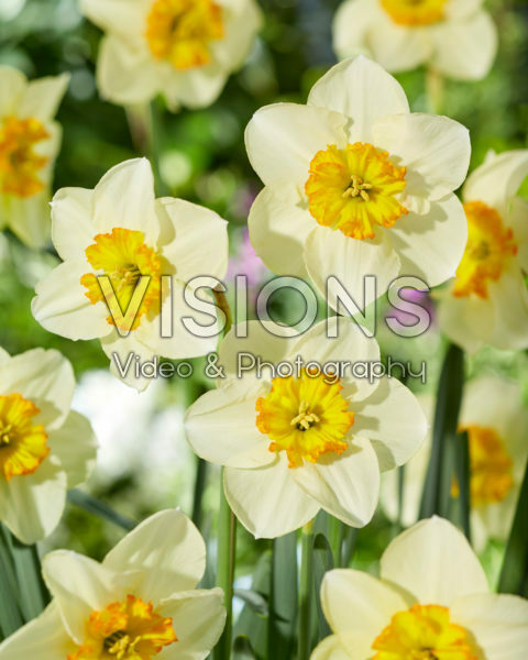 Narcissus 409 Lace Narcissus 409 Lace