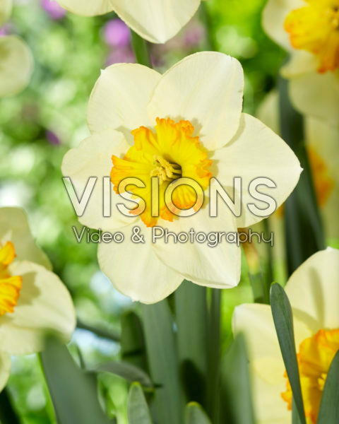 Narcissus 409 Lace Narcissus 409 Lace