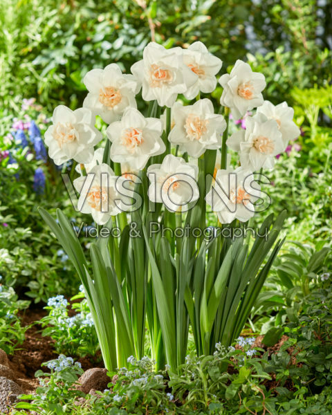 Narcissus Tender Beauty Narcissus Tender Beauty