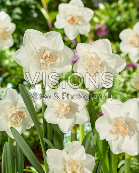 Narcissus Tender Beauty Narcissus Tender Beauty