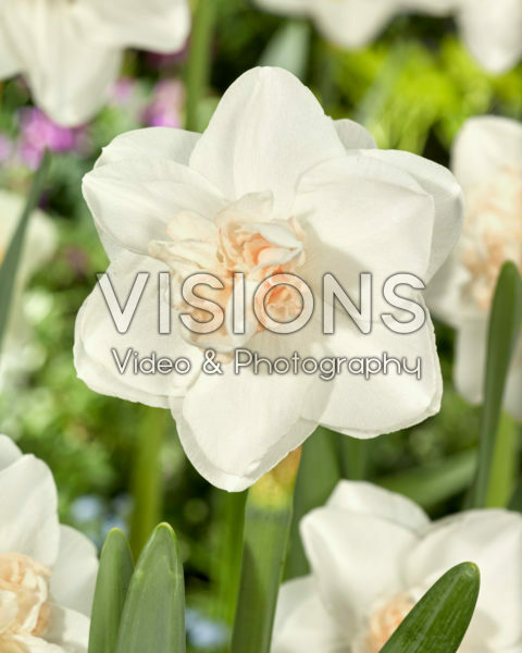 Narcissus Tender Beauty Narcissus Tender Beauty