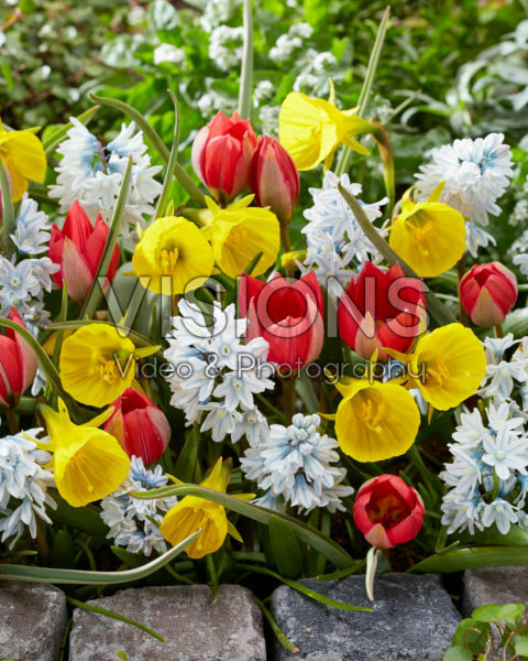 Voorjaarsbloemen gemengd