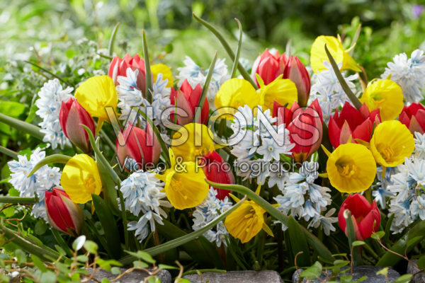 Voorjaarsbloemen gemengd