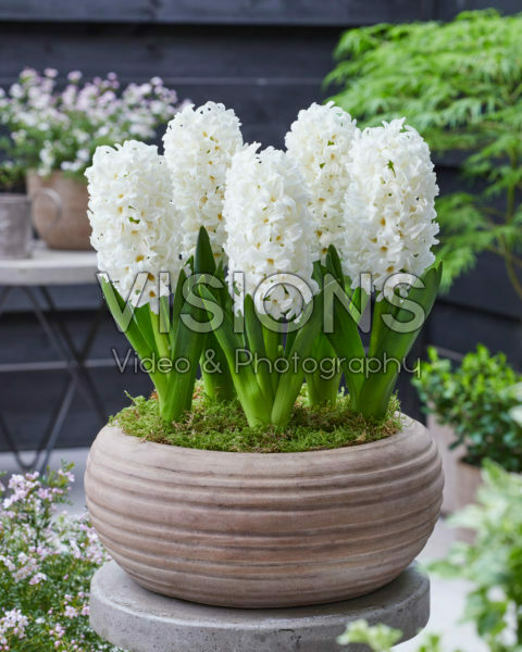 Hyacinthus Don Leon