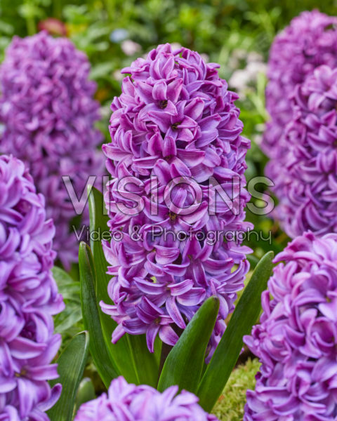 Hyacinthus Purple Dream Hyacinthus Purple Dream