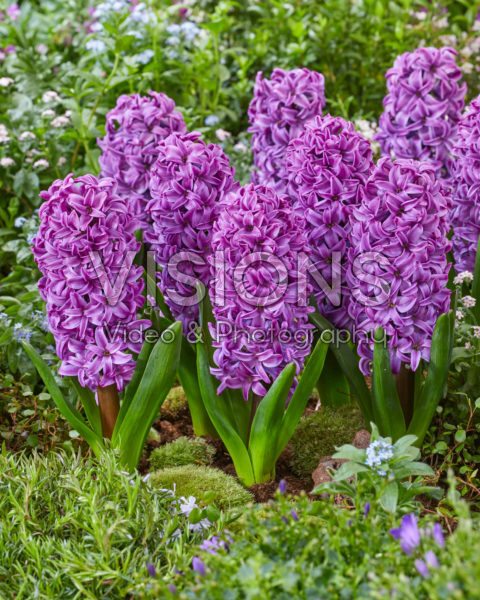 Hyacinthus Purple Dream Hyacinthus Purple Dream