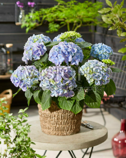 Hydrangea macrophylla Hi River Blue Hydrangea macrophylla Hi River Blue