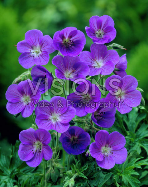 Geranium Johnson's Blue