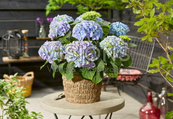Hydrangea macrophylla Hi River Blue