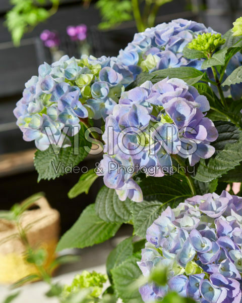 Hydrangea macrophylla Hi River Blue