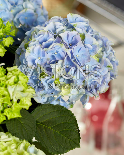 Hydrangea macrophylla Hi Mountain Blue