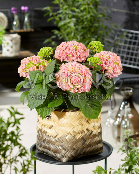 Hydrangea macrophylla Hi Mountain Pink Hydrangea macrophylla Hi Mountain Pink