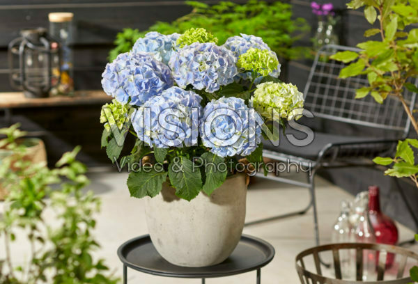 Hydrangea macrophylla Hi Mountain Blue Hydrangea macrophylla Hi Mountain Blue