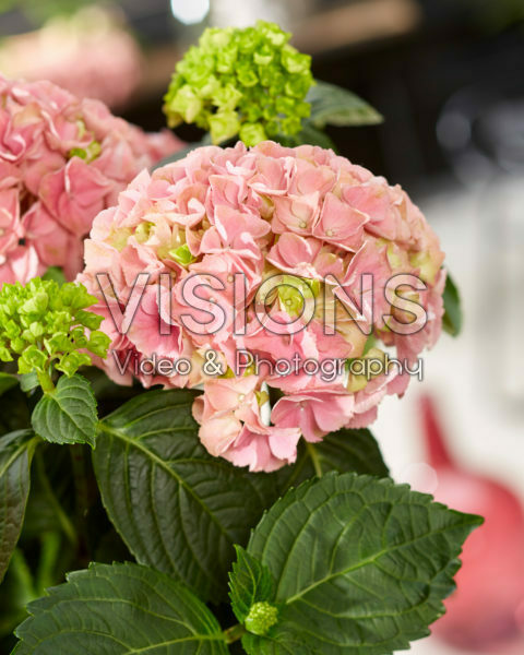 Hydrangea macrophylla Hi Mountain Pink