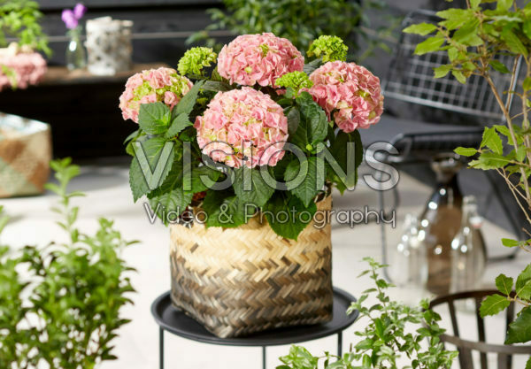 Hydrangea macrophylla Hi Mountain Pink Hydrangea macrophylla Hi Mountain Pink