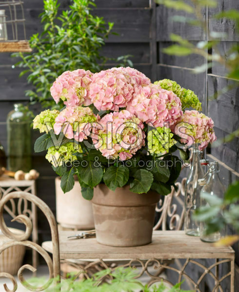 Hydrangea macrophylla Hi River Pink