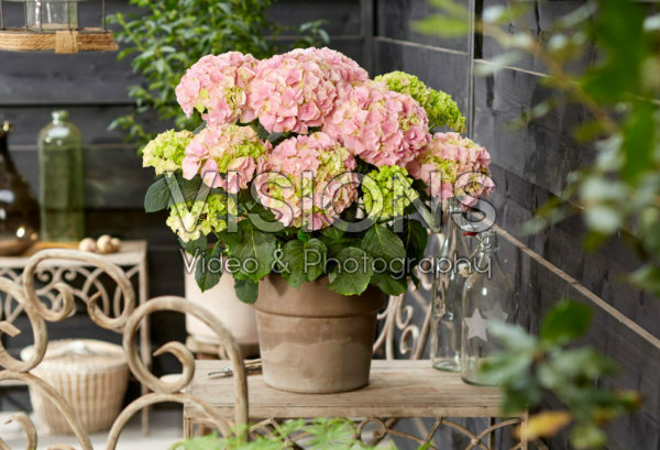 Hydrangea macrophylla Hi River Pink