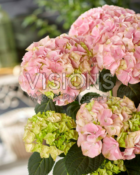 Hydrangea macrophylla Hi River Pink