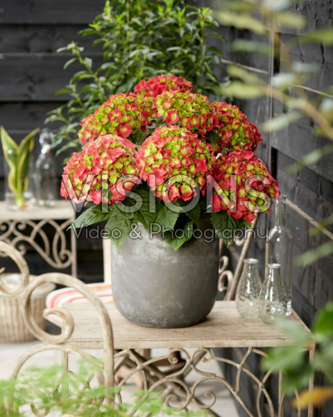 Hydrangea macrophylla Hi Fire Hydrangea macrophylla Hi Fire