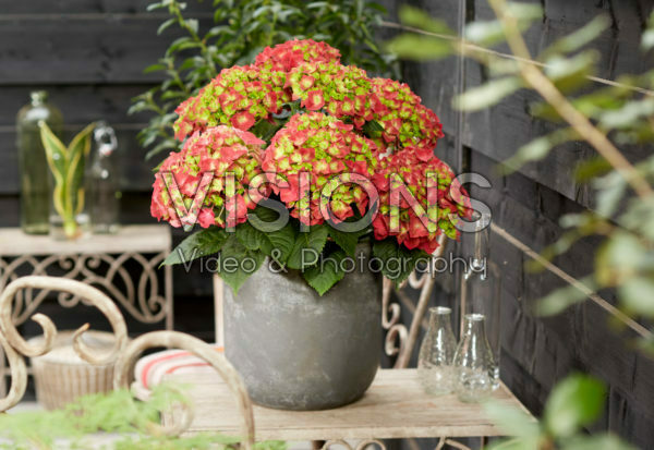Hydrangea macrophylla Hi Fire Hydrangea macrophylla Hi Fire