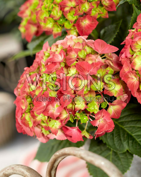 Hydrangea macrophylla Hi Fire Hydrangea macrophylla Hi Fire