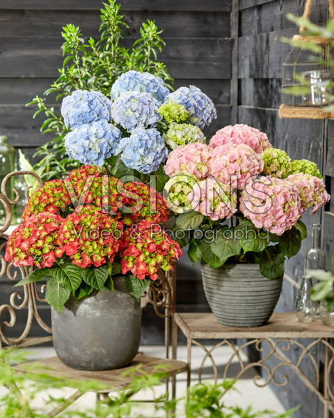 Hydrangea macrophylla Hi Fire, Hi Mountain Blue, Hi River Pink