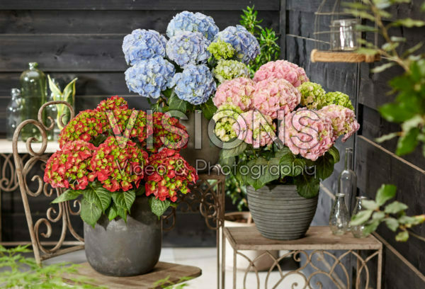 Hydrangea macrophylla Hi Fire, Hi Mountain Blue, Hi River Pink Hydrangea macrophylla Hi Fire, Hi Mountain Blue, Hi River Pink