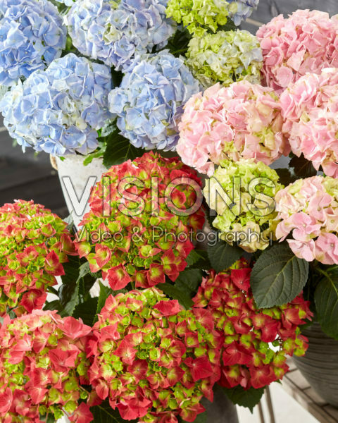 Hydrangea macrophylla Hi Fire, Hi Mountain Blue, Hi River Pink Hydrangea macrophylla Hi Fire, Hi Mountain Blue, Hi River Pink