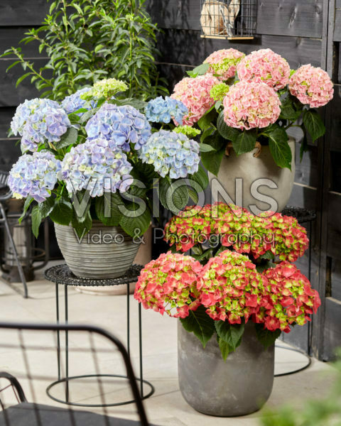 Hydrangea macrophylla Hi Fire, Hi Mountain Pink, Hi River Blue Hydrangea macrophylla Hi Fire, Hi Mountain Pink, Hi River Blue