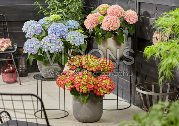 Hydrangea macrophylla Hi Fire, Hi Mountain Pink, Hi River Blue Hydrangea macrophylla Hi Fire, Hi Mountain Pink, Hi River Blue
