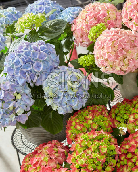 Hydrangea macrophylla Hi Fire, Hi Mountain Pink, Hi River Blue Hydrangea macrophylla Hi Fire, Hi Mountain Pink, Hi River Blue