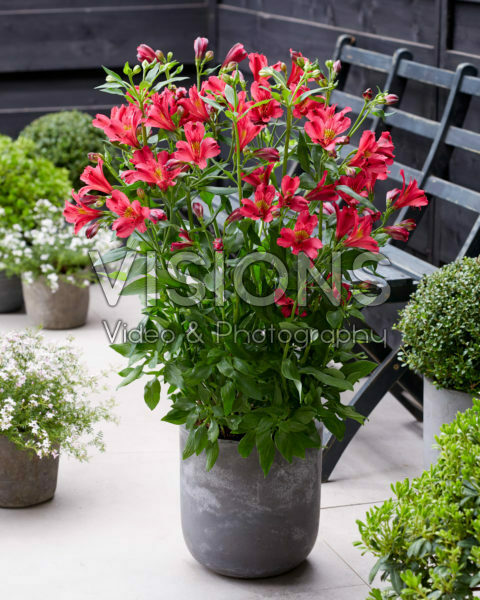 Alstroemeria Arthur Alstroemeria Arthur
