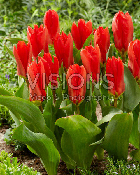 Tulipa Madame Lefeber Tulipa Madame Lefeber