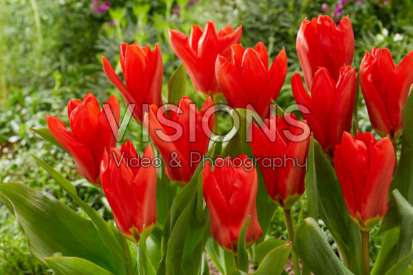Tulipa Madame Lefeber