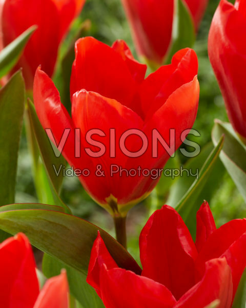 Tulipa Madame Lefeber Tulipa Madame Lefeber