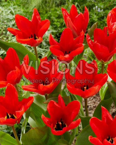 Tulipa Madame Lefeber Tulipa Madame Lefeber