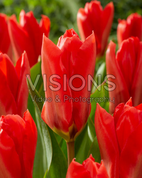 Tulipa Madame Lefeber Tulipa Madame Lefeber