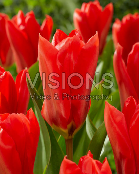 Tulipa Madame Lefeber Tulipa Madame Lefeber