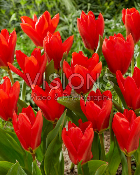 Tulipa Madame Lefeber