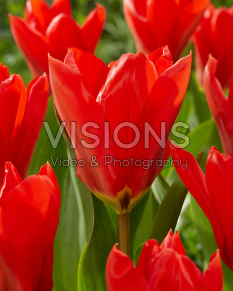Tulipa Madame Lefeber Tulipa Madame Lefeber