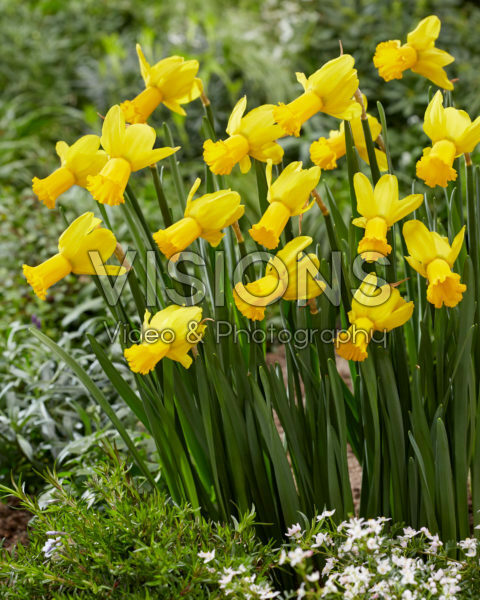 Narcissus Warbler