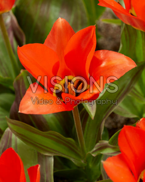 Tulipa Park Dreamway