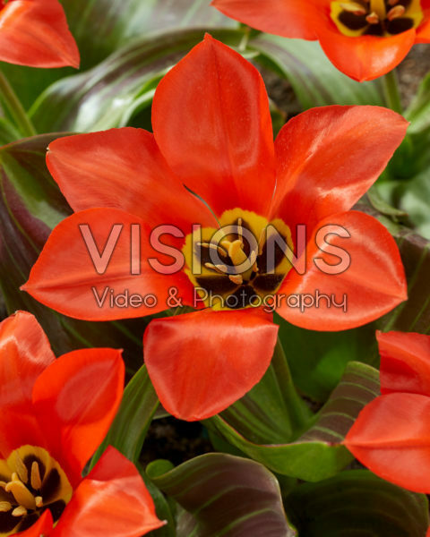Tulipa Park Dreamway Tulipa Park Dreamway